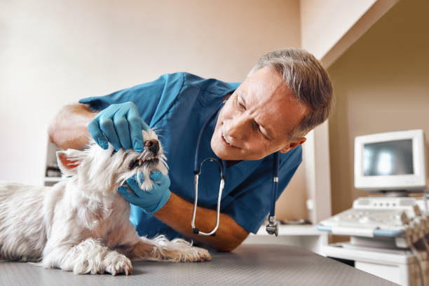Best Chipped Tooth Repair Near Me  in Pines Lake, NJ